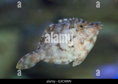 Borsten-Tail Feilenfisch, Acreichthys tomentosus Stockfoto