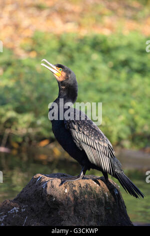 Kormoran, Phalacrocorax carbo Stockfoto