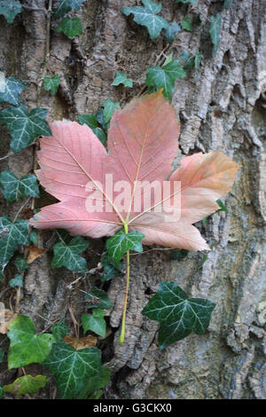 Spitz-Ahornblatt im Herbst, Acer platanoides Stockfoto