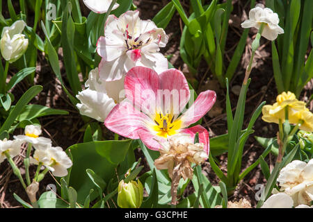 Tulipa Tulipa Flaming Purissima Blick in Garten Stockfoto