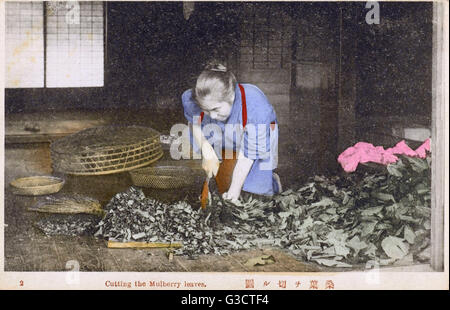 Japan - Seidenindustrie - Maulbeerblätter schneiden Stockfoto