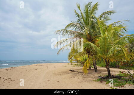 Sandstrand mit Kokospalmen an der Karibikküste von Costa Rica, Puerto Viejo de Talamanca, Mittelamerika Stockfoto