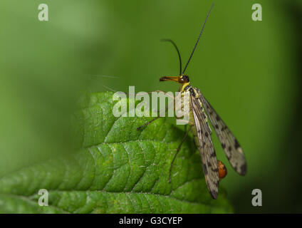 Scorpion Fly (Panorpa Germanica) Stockfoto