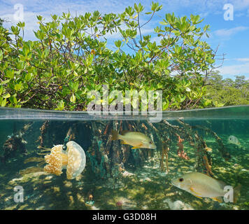 Mangrove oberhalb und unterhalb der Wasseroberfläche, halb und halb, mit Fisch und eine Qualle Unterwasser, Karibik Stockfoto