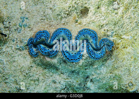 Eine blaue Maxima Muschel, Tridacna Maxima, marine zweischalige Molluske Unterwasser, Pazifik, Tahiti, Französisch-Polynesien Stockfoto