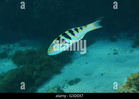 Tropische Fische Sixbar Lippfische, Thalassoma Hardwicke, Pazifik, unter Wasser in der Lagune von Huahine-Insel, Französisch-Polynesien Stockfoto