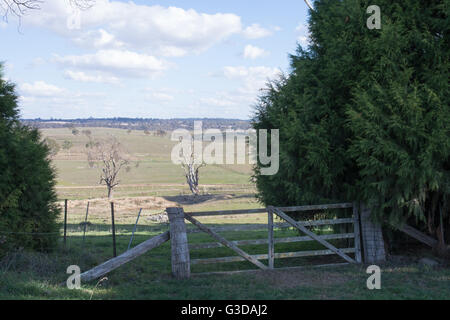 Hügel-Blick über pastorale Szene der Schafe Land in New South Wales Northern Tablelands. Stockfoto