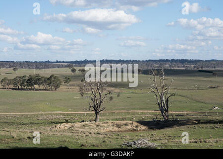 Hügel-Blick über pastorale Szene der Schafe Land in New South Wales Northern Tablelands. Stockfoto