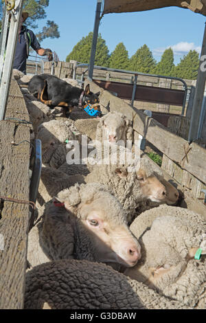 Kelpie Schäferhund im Lager Hof Rasse Merinoschafe hüten. Stockfoto