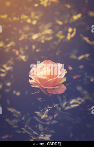 Rose und sanftes Licht im Garten mit Vintage-Ton. Stockfoto