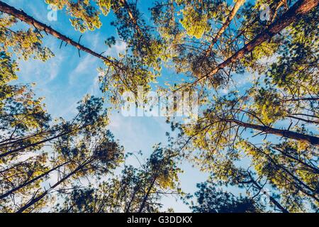 Kiefer im Naturwald und Sonnenlicht mit Vintage-Ton. Stockfoto