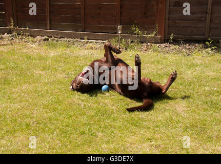 Nahaufnahme Bild von Braun, rot, chocolate Labrador Hund spielt mit Ball im Garten und auf den Rücken Rollen Stockfoto