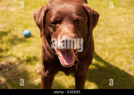 Nahaufnahme Bild von Braun/Rot/Schokolade Labrador Hund mit Ball im Garten spielen, Blick in die Kamera. Stockfoto