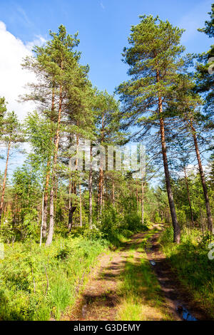 Kiefern im Wald auf sonnigen Sommertag Stockfoto
