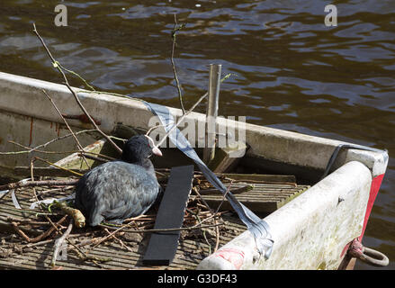 Eurasische Blässhuhn (Fulica Atra) nisten auf einem alten Boot an einem Kanal in der Innenstadt von Amsterdam, Niederlande gebrochen. Stockfoto