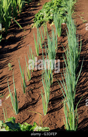 Reihen von Zwiebeln wachsen im heimischen Garten. Stockfoto