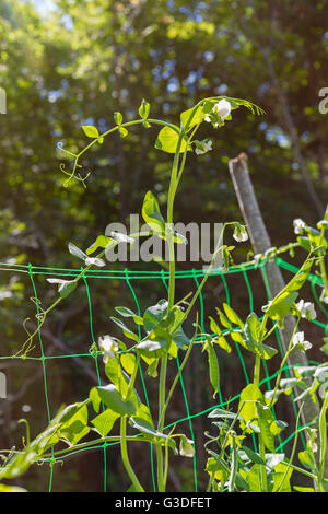 Frische Erbsen im heimischen Garten wachsen. Stockfoto