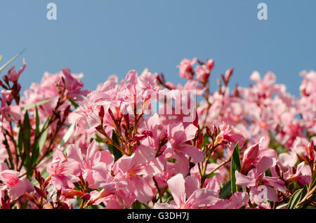 Blüten des Oleander (Nerium Oleander). Spanien Stockfoto