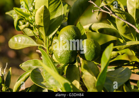 Orangen, Fruchtreife auf Ast, Spanien. Stockfoto