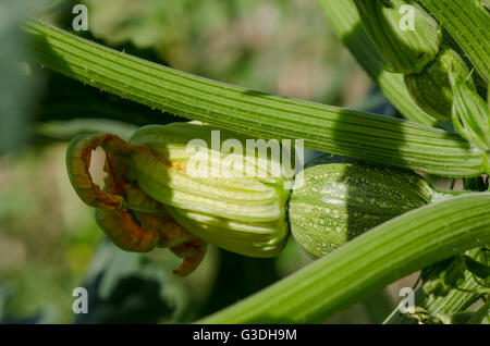 Unreife Zucchini oder Zucchini, nach der Blüte, Sommerkürbis, wachsende Pflanze. Spanien. Stockfoto