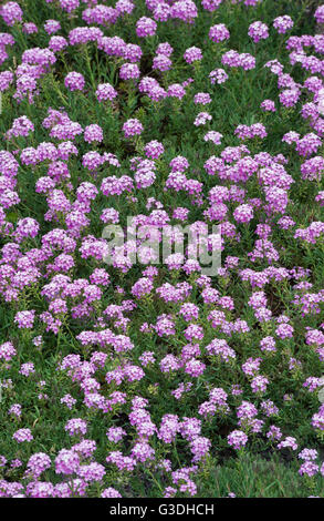 Aethionema 'Warley Rose'. Stein-Kresse 'Warley Rose' Stockfoto