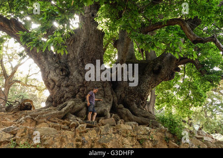 Mann klettert auf alten 1000 Jahre alten Edelkastanie in Sierra de Las Nieves behalten. Sommer, Andalusien Spanien. Stockfoto