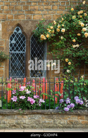 Clematis und Lupin Blumen vor einem Haus aus Stein. Adderbury, Oxfordshire, England Stockfoto