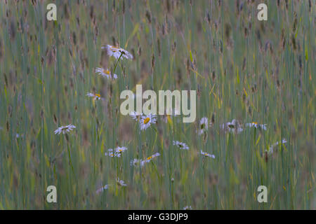Wilde Daises In hohe Gräser Stockfoto