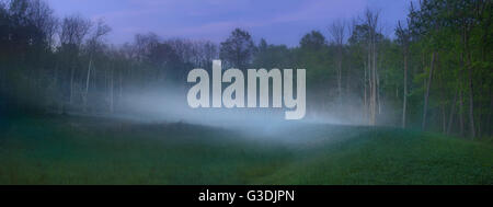 Nebel-Patch über Wald Wiese in der Abenddämmerung Stockfoto