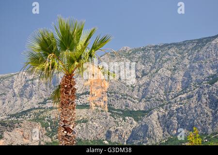 Palme mit hohen kroatischen Berg Biokovo im Hintergrund. Tucepi, Kroatien Stockfoto