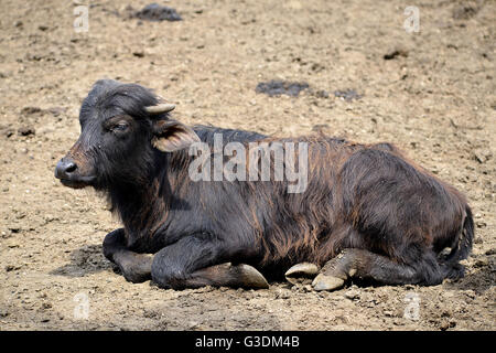 Nahaufnahme des Kalbes Wasserbüffel (Bubalus beispielsweise) auf dem Boden liegend Stockfoto