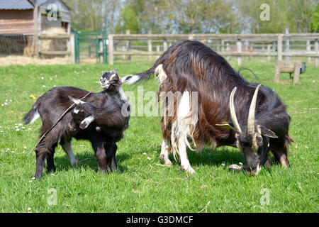 Closeup braune Ziege (Capra Aegagrus) mit zwei Kindern auf dem Rasen Stockfoto