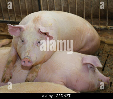 groß und Fett Schweine in einem Stall auf einem Bauernhof Stockfoto