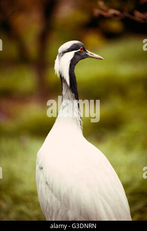 Porträt der Demoiselle Kran (Anthropoides Virgo) Stockfoto