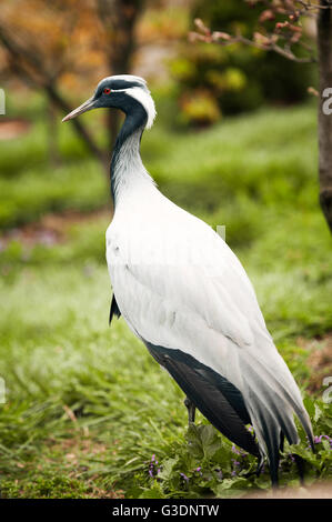 Demoiselle Kran (Anthropoides Virgo) stehend Stockfoto