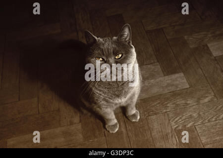 Graue britische Katze auf dem Boden sitzend Stockfoto