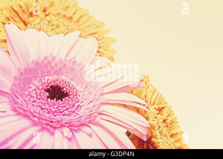 Blumenkarte mit drei Gerbera-Blumen-Nahaufnahme Stockfoto