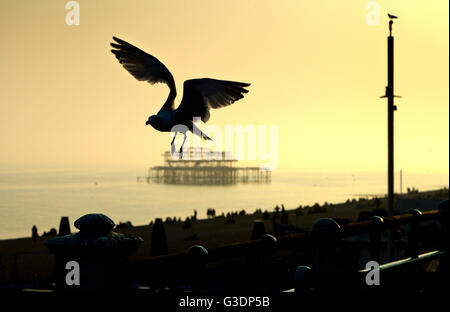 Eine Möwe ist gegen den Abendhimmel mit den Ruinen der Brighton Pier West im Hintergrund abhebt. Stockfoto