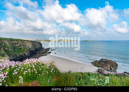 Meer Pink- oder Sparsamkeit (Armeria Maritima) über Tolcarne Beach in Newquay, Cornwall, UK.  Towan Head ist im Hintergrund. Stockfoto