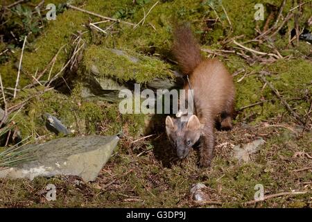 Telemetriehalsbändern weibliche Baummarder (Martes Martes) in Wales wieder eingeführt durch den Vincent Wildlife Trust nachts auf Nahrungssuche. Stockfoto