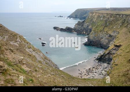 Kolonie von Kegelrobben (Halichoerus Grypus) ruht auf einem Sandstrand unter hohen Klippen in der Nähe von St.Ives, Cornwall, UK, Februar. Stockfoto