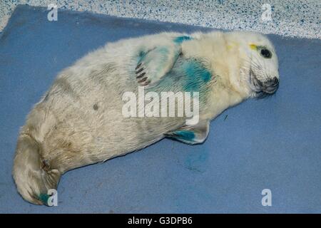 Kranken, verletzten Grey seal Pup (Halichoerus Grypus) "Boggle", noch in seinen weißen Baby Mantel am Klinikum Cornish Seal Sanctuary. Stockfoto