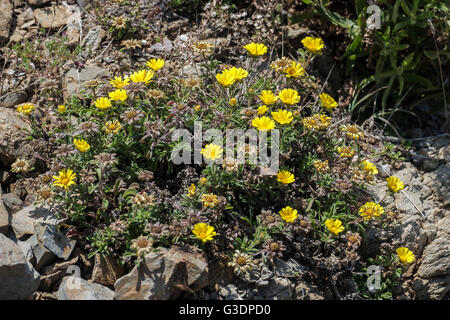 Goldmünze, Mittelmeer Strand Daisy (Asteriscus Maritimus, Bubonium Maritimum) Stockfoto