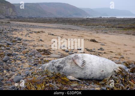 Kranken, verletzten Grey seal Pup (Halichoerus Grypus) mit Bissspuren auf seine Flossen und Körper und eine laufende Nase, an einen Strand gespült Stockfoto