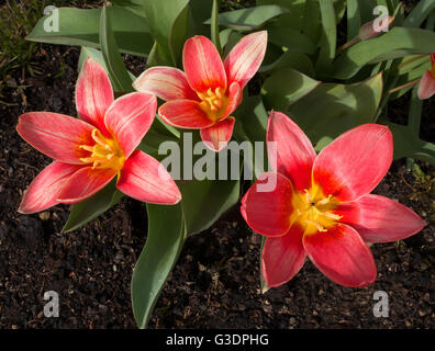 Drei blühende rote Tulpen in einem Blumenbeet Stockfoto