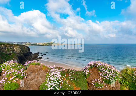 Meer Pink- oder Sparsamkeit (Armeria Maritima) über Tolcarne Beach in Newquay, Cornwall, UK.  Towan Head ist im Hintergrund. Stockfoto