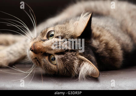 Tabby Katze liegend Stockfoto