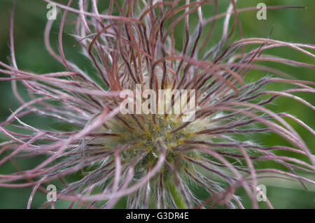 Prärie Krokus, Kuhschelle Pulsatilla Patens, Waterton Lakes National Park, Alberta, Kanada Stockfoto