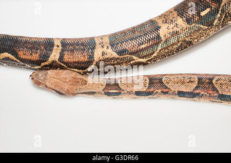 Kolumbianische Boa Constrictor, rot-Tail-Boa, Boa Constrictor Imperator; in Zentralamerika und nördlichen Südamerika heimisch; Ausschnitt Stockfoto