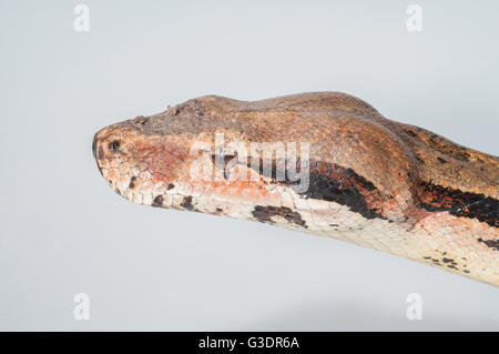 Kolumbianische Boa Constrictor, rot-Tail-Boa, Boa Constrictor Imperator; in Zentralamerika und nördlichen Südamerika heimisch; Ausschnitt Stockfoto
